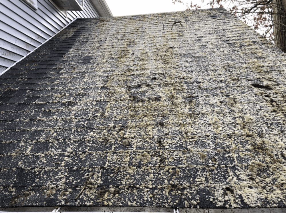 Roof Moss Cleaning